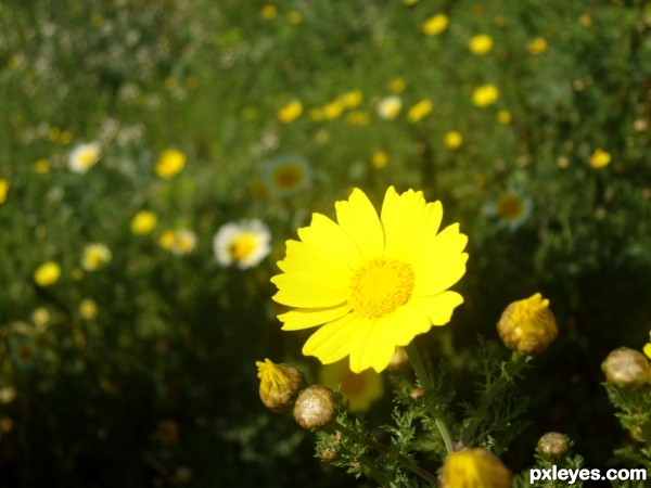 One of the many yellow flowers